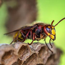 Vliegende insecten bestrjden